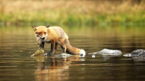 Do Fox Eat Fish? The Amazing Truth!
