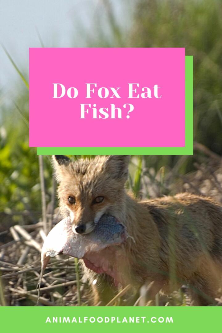 Do Fox Eat Fish?