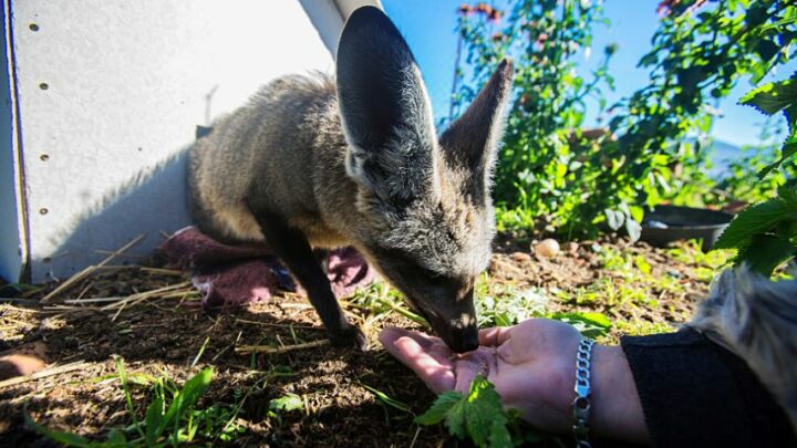 Do Foxes Eat Berries? The Best Answer!