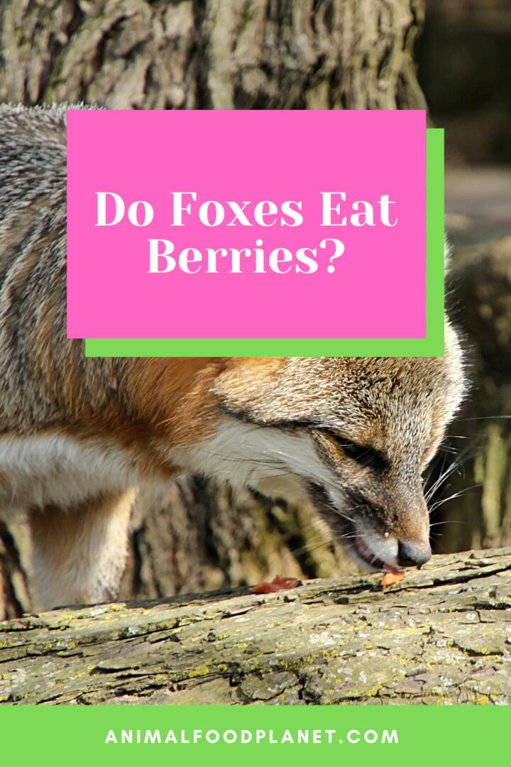 Do Foxes Eat Berries?