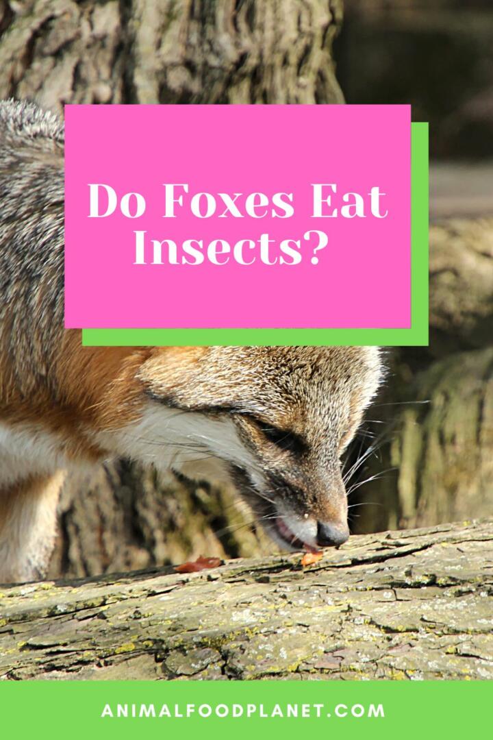 Do Foxes Eat Insects?