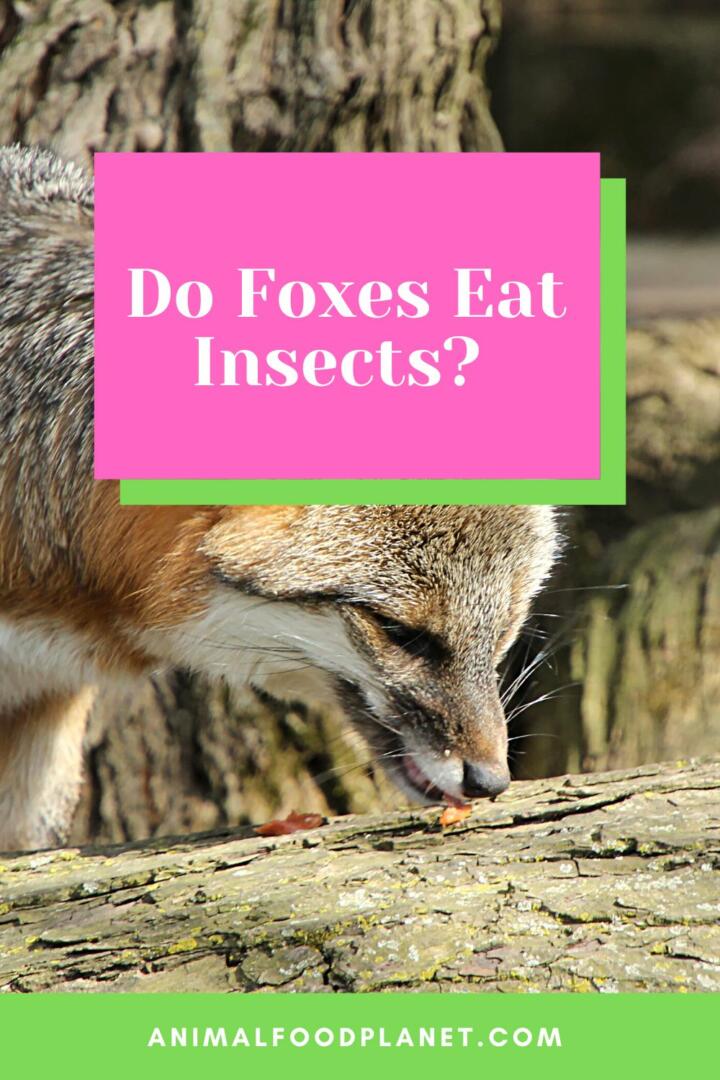 Do Foxes Eat Insects? Do Foxes Eat Insects?