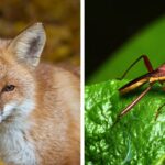 Do Foxes Eat Insects?