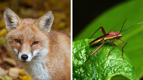 Do Foxes Eat Insects? A Big Surprise