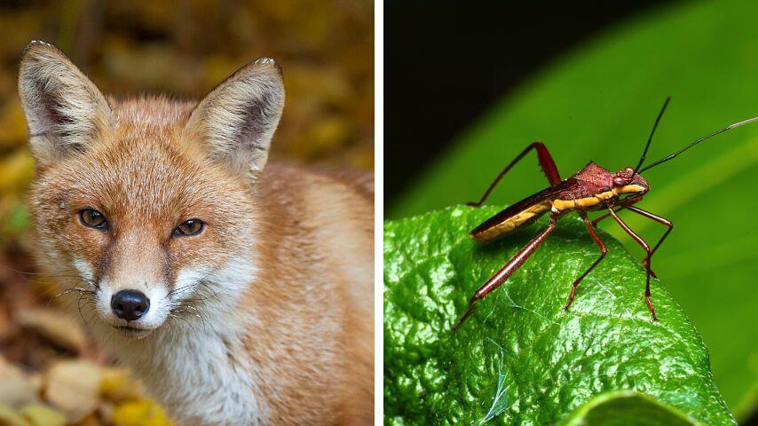Do Foxes Eat Insects? A Big Surprise – animalfoodplanet