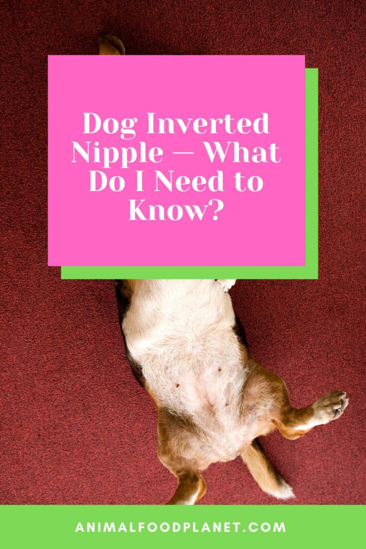 Dog Inverted Nipple — You Need To Know This
