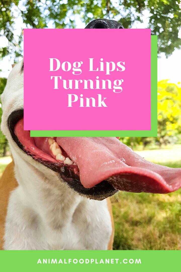 Dog Lips Turning Pink