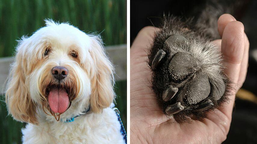 Dogs dissipate heat through their tongues by panting and by the glands in the pads of their paws Dogs dissipate heat through their tongues by panting and by the glands in the pads of their paws