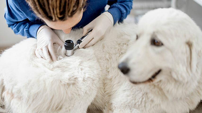 Dogs have tougher and less sensitive skin compared to cats