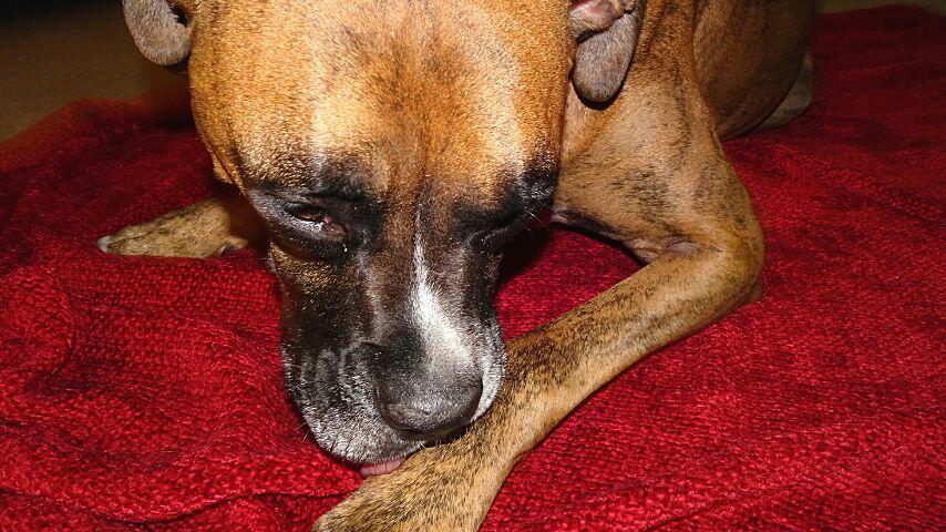 Dogs may lick and accidentally consume some parts of the liquid bandage, which can make them sick later on Dogs may lick and accidentally consume some parts of the liquid bandage, which can make them sick later on
