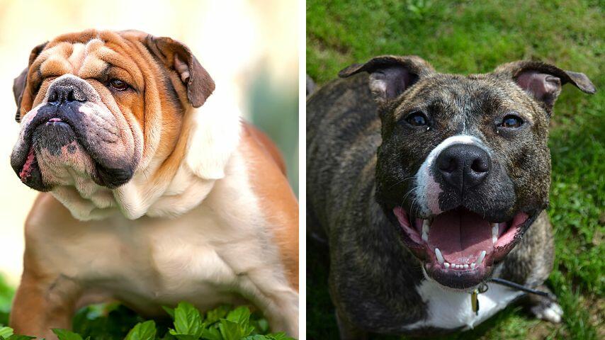 Dogs that aren't bred for flying like the bulldogs and dogs with aggressive behaviors aren't allowed to be flown in airplanes Dogs that aren't bred for flying like the bulldogs and dogs with aggressive behaviors aren't allowed to be flown in airplanes