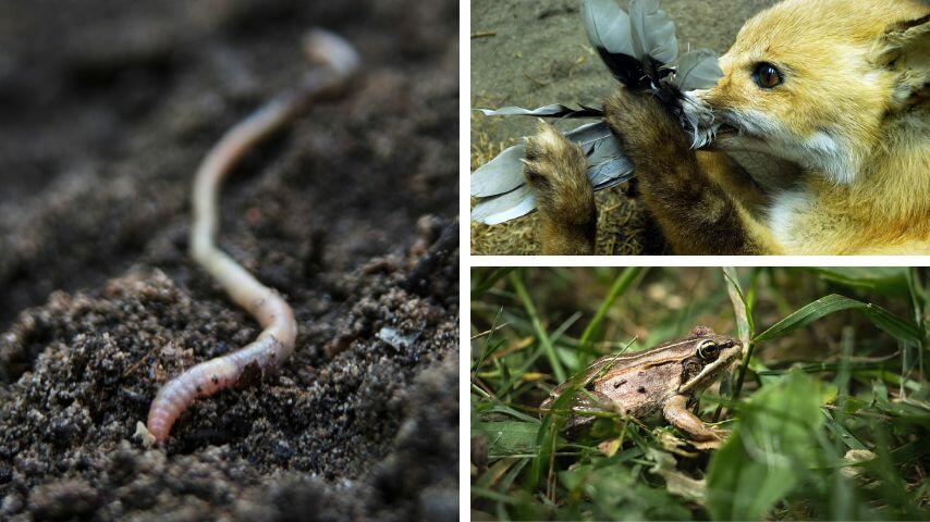 Earthworms, birds, and frogs are also included in a fox's staple diet Earthworms, birds, and frogs are also included in a fox's staple diet