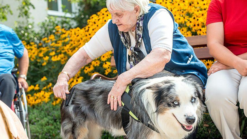 Emotional support animals aren't trained in any other skill compared to their support animal peers Emotional support animals aren't trained in any other skill compared to their support animal peers