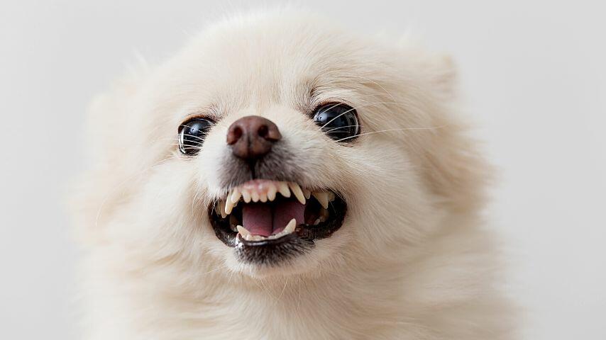 Even if dogs don't hold grudges, they will become defensive if you continue to hit them during training Even if dogs don't hold grudges, they will become defensive if you continue to hit them during training
