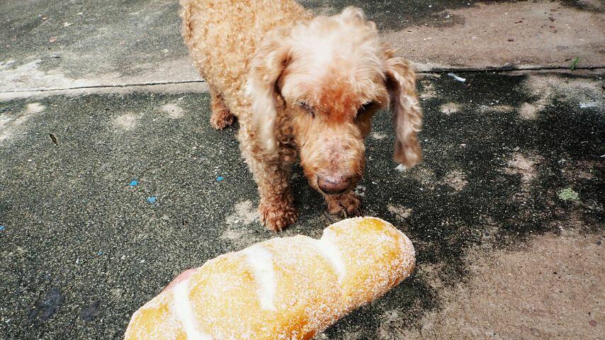 Feed your dog with bread or rice if it has eaten glass as these foods encapsulate the glass as it moves across the digestive tract