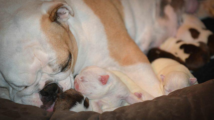 Female dogs nursing their puppies can have mastitis, an infection that can cause pain to them