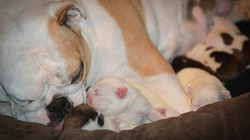 Female dogs nursing their puppies can have mastitis, an infection that can cause pain to them Female dogs nursing their puppies can have mastitis, an infection that can cause pain to them