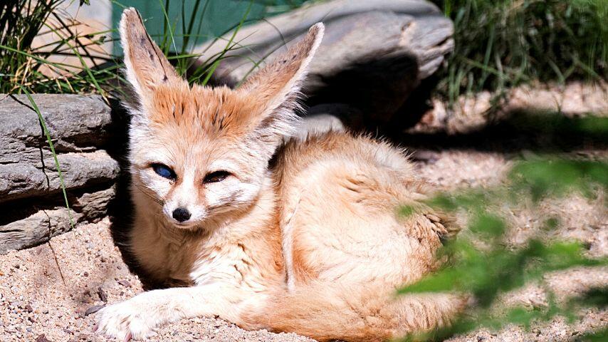 Fennec foxes are able to find other sources of water as the desert doesn't have water pools or streams