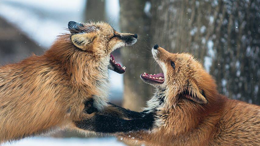 Flat ears and curved tails on foxes mean they're having a fun time playing with each other