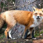 Fox Teeth: Everything You Need To Know