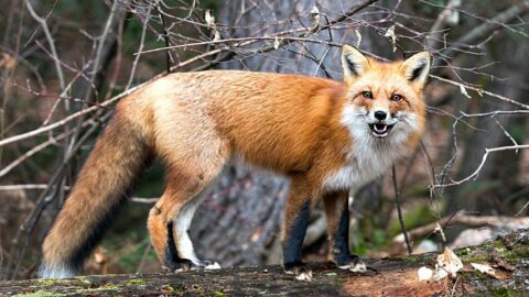 Fox Teeth – Everything You Need To Know