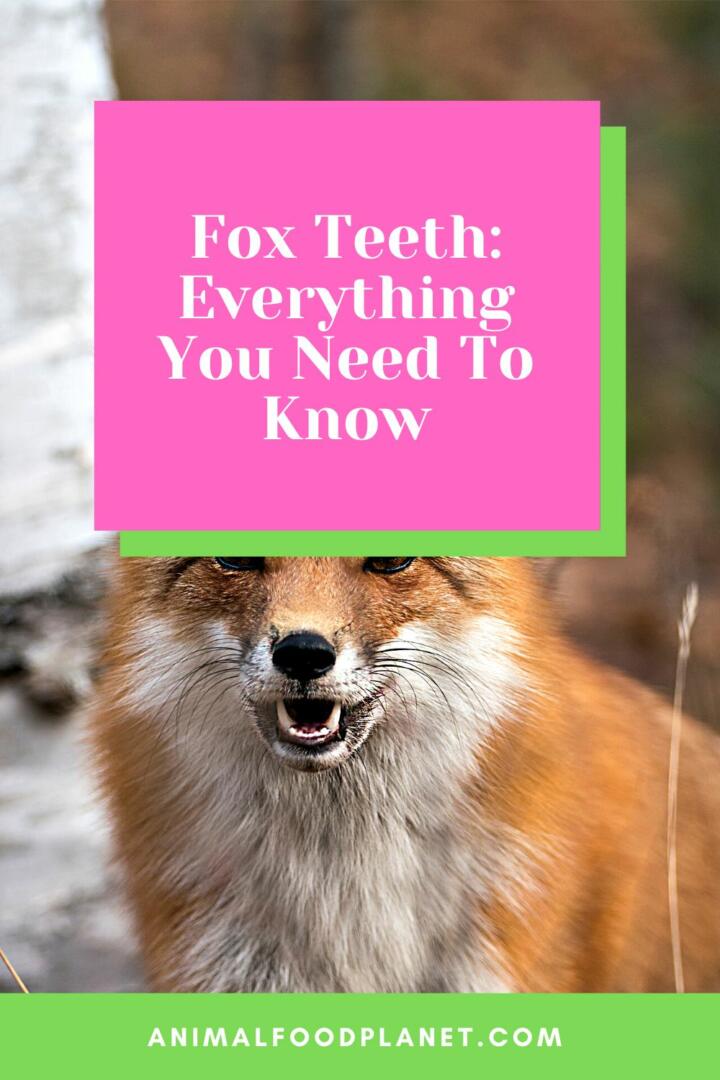 Fox Teeth: Everything You Need To Know Fox Teeth: Everything You Need To Know