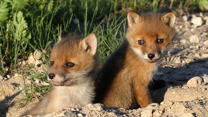 Fox cubs still have to wait for several weeks for their teeth to emerge