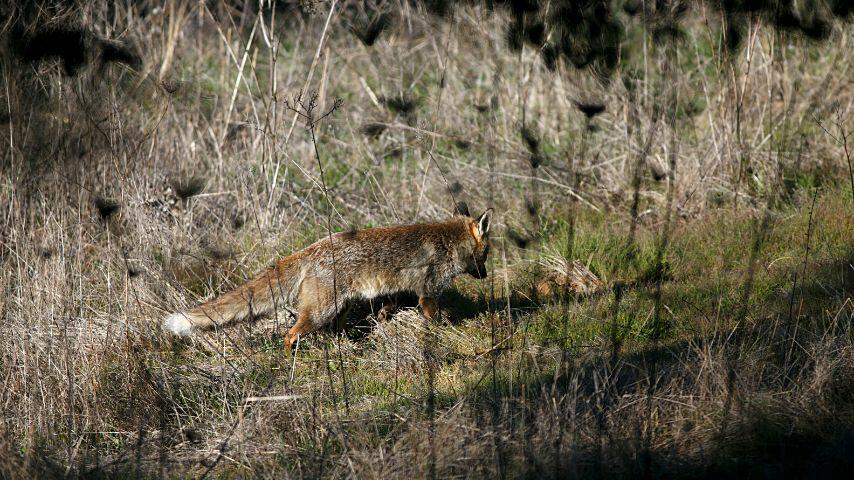 Foxes are solitary hunters despite being a part of social groups