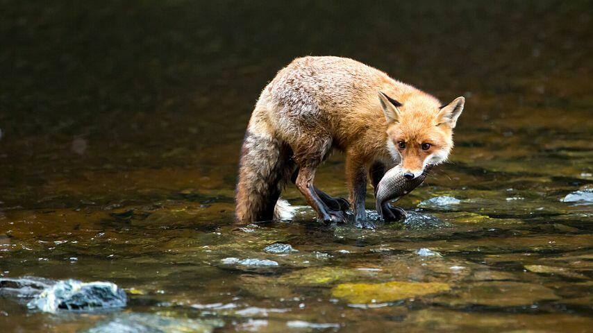 Foxes aren't choosy with the kind of fish they eat; whatever is available is good for them Foxes aren't choosy with the kind of fish they eat; whatever is available is good for them