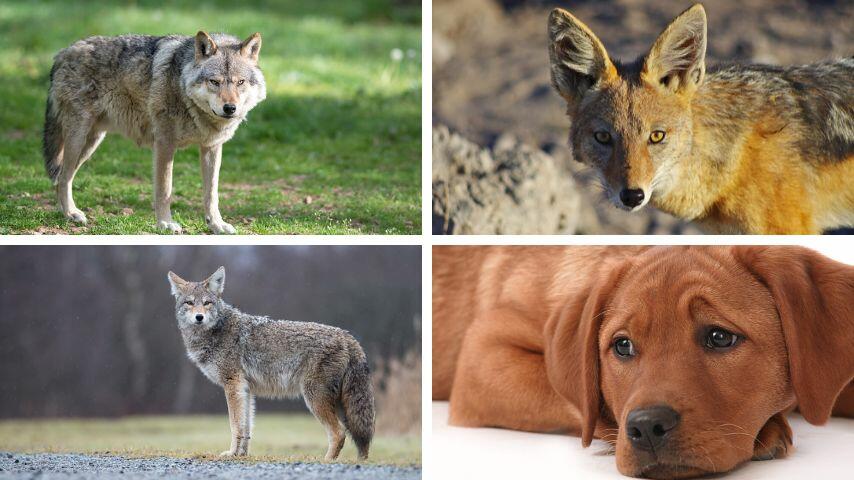 Foxes are part of the Canidae family together with wolves, jackals, coyotes, and dogs Foxes are part of the Canidae family together with wolves, jackals, coyotes, and dogs