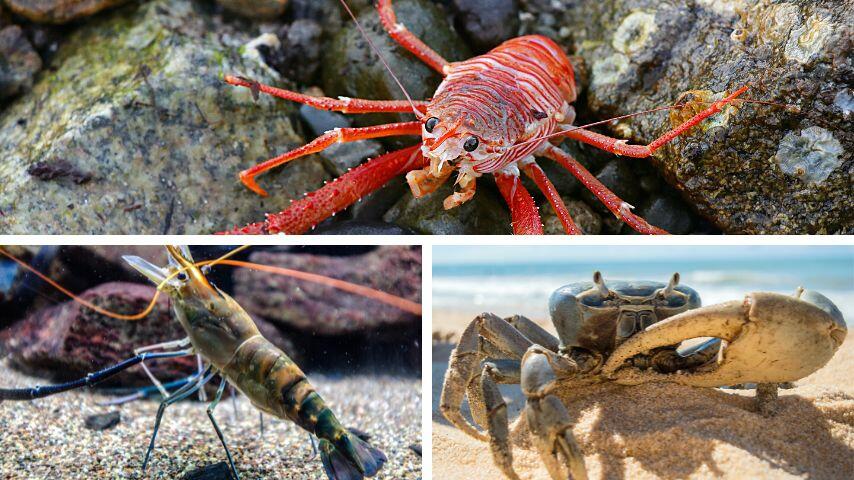 Foxes can also eat crabs, shrimps, and other crustaceans if they have a chance to find them Foxes can also eat crabs, shrimps, and other crustaceans if they have a chance to find them