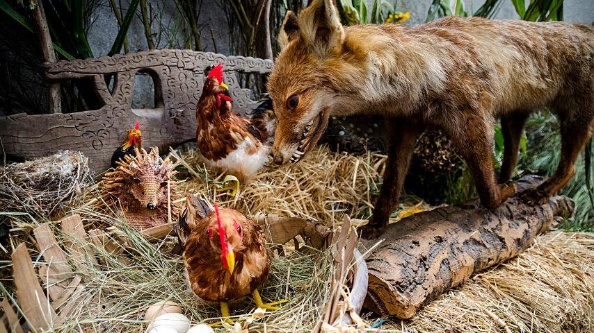 Foxes can sneak into a coop and sneak a chicken out stealthily