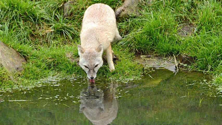 Foxes drink water by lapping it up from rivers, streams, lakes, and puddles Foxes drink water by lapping it up from rivers, streams, lakes, and puddles