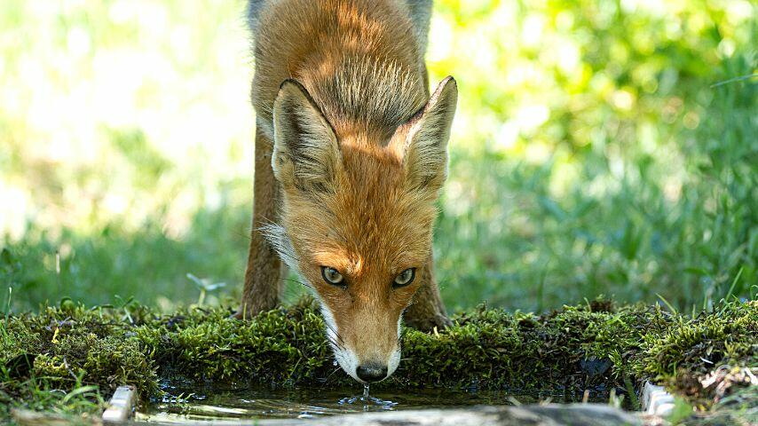 Foxes drink water out of necessity so they will stay hydrated