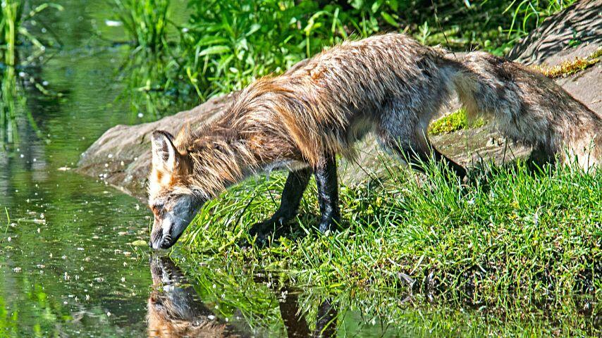 Foxes, except the desert fox, need to drink free-standing water and not those bound in plant or animal cells Foxes, except the desert fox, need to drink free-standing water and not those bound in plant or animal cells
