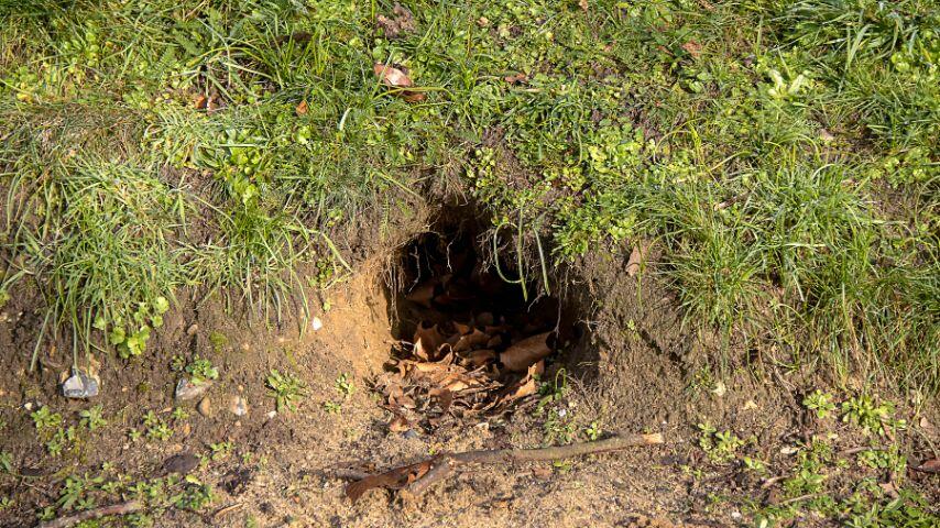 Foxes in the wild burrow into the ground to create a den where they stay most of their time except when they're out hunting