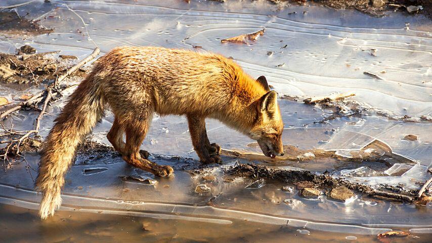 Foxes in the wild drink water from puddles, natural pools, upturned tree trunks, and the like
