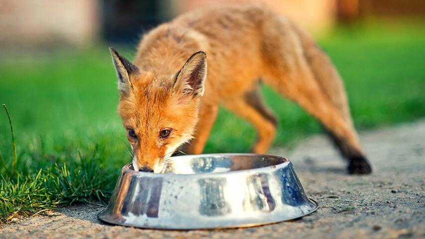 Foxes living in urban areas can drink water from household pets' water bowls