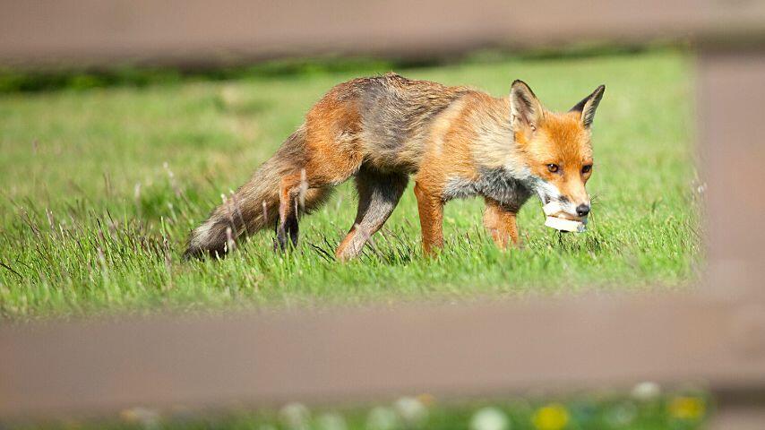 Foxes living in urban areas have developed a taste for leftovers
