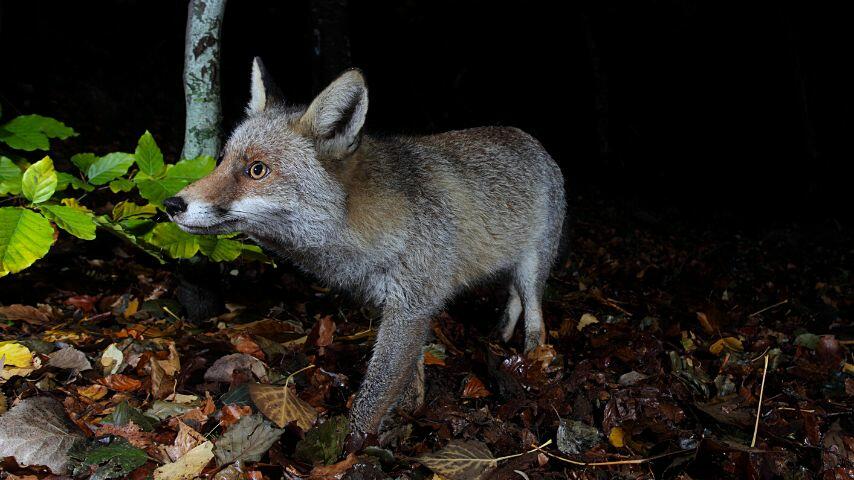 Foxes are considered nocturnal animals as they love hunting at night Foxes are considered nocturnal animals as they love hunting at night