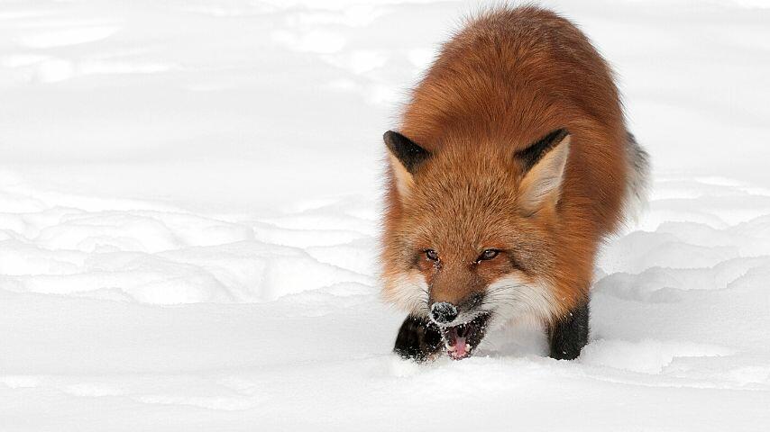 Foxes open their mouths both when they're playing and when they're fighting Foxes open their mouths both when they're playing and when they're fighting