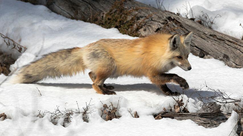 Foxes rely on their elongated canines when they're hunting for food