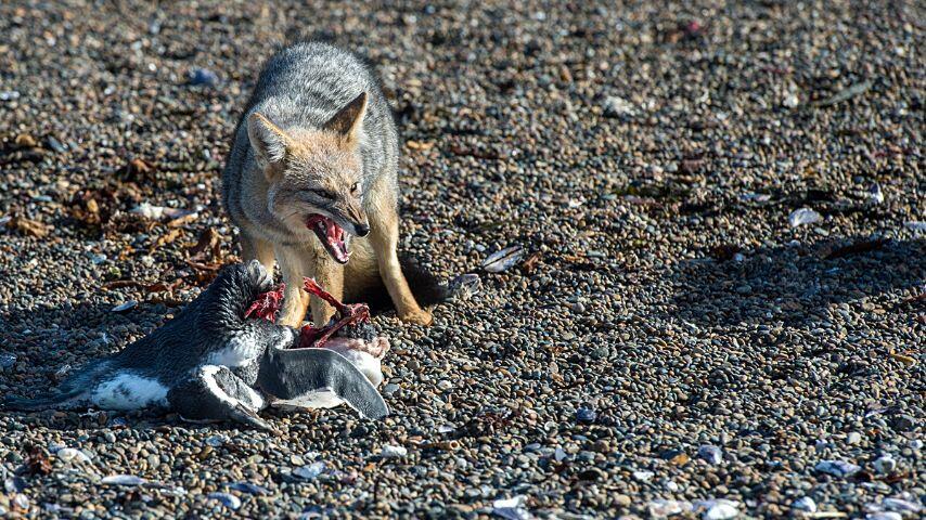 Foxes use their elongated canines to tear through their prey's vital organs Foxes use their elongated canines to tear through their prey's vital organs