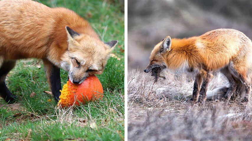 Foxes use their teeth to munch on vegetables as well as tear through prey meat