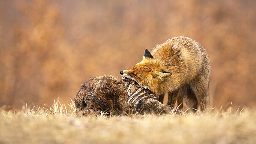 Foxes will not pass the opportunity up and eat carrion left by other animals