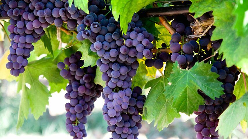 Grapes are the most dangerous fruits for foxes as they cause liver and kidney failure to them Grapes are the most dangerous fruits for foxes as they cause liver and kidney failure to them