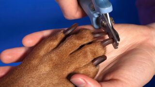 How Can I Sedate My Dog to Cut His Nails?