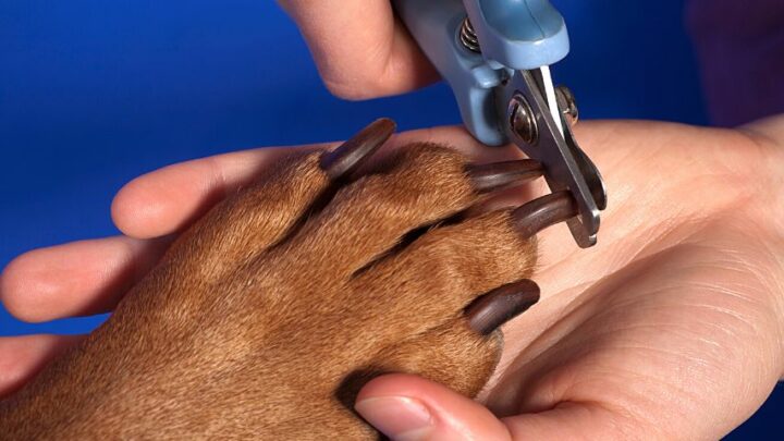 How Can I Sedate My Dog to Cut His Nails? 4 Proven Methods