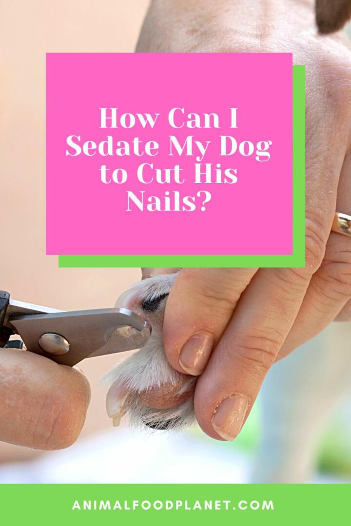 How Can I Sedate My Dog to Cut His Nails?