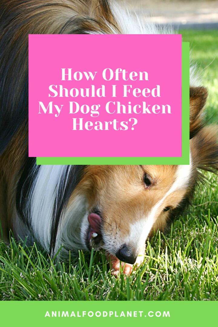 How Often Should I Feed My Dog Chicken Hearts?